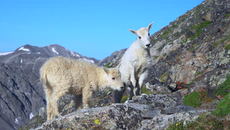 Cinematic-adorable-cute-baby-mountain-goat-sheep-playing-at-the-top-of-mountain-peak-14er-Denver-Colorado-Mount-Quandary-Grays-Torreys-Breckenridge-wildlife-animal-early-morning-blue-sky-Rockies