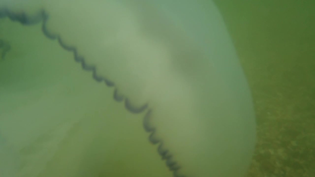 Jellyfish underwater at sea. Species of jellyfish Rhizostoma pulmo.