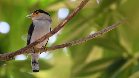 The-Silver-breasted-Broadbill-is-a-famous-bird-in-Thailand,-both-local-and-international