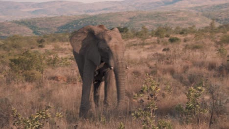 elefante africano aleteando sus orejas en la sabana africana al atardecer