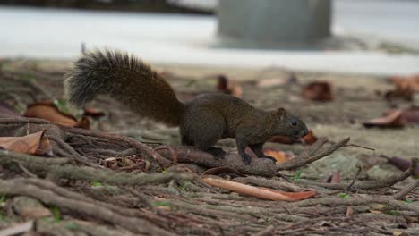 una pequeña ardilla de pallas con cola esponjosa, avistada buscando alimento en el suelo del bosque, preguntándose con curiosidad por los alrededores, se mueve rápidamente fuera de la escena, disparo de cerca