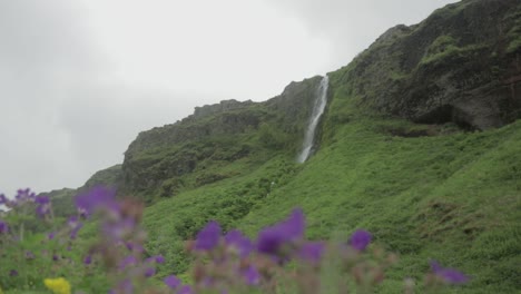 Rack-focus-from-flowers-to-waterfall-in-Iceland