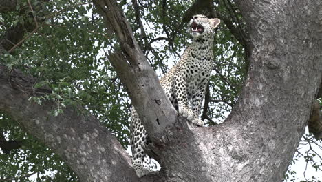 lone leopard in tree with green leaves breathes heavily and looks out