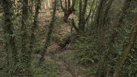 Epischer-Wald,-Bäume,-Äste,-Blätter,-Wurzeln,-Sonne,-Wolken