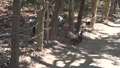 chickens fight through barbed wire fence