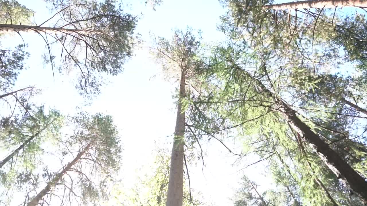 숲의 가노피 뷰