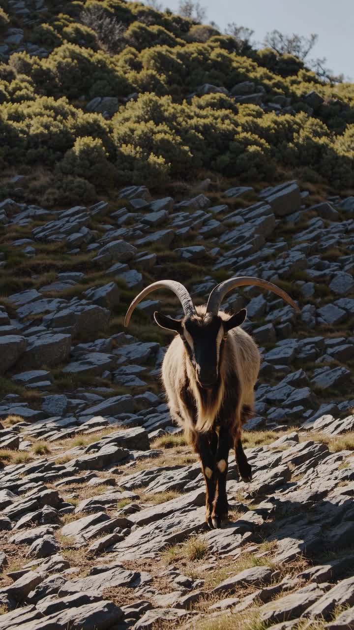 Uma cabra em terreno rochoso, capturada em uma foto de ângulo baixo, destacando a paisagem acidentada