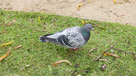 pigeon walking on grass, melbourne, australia