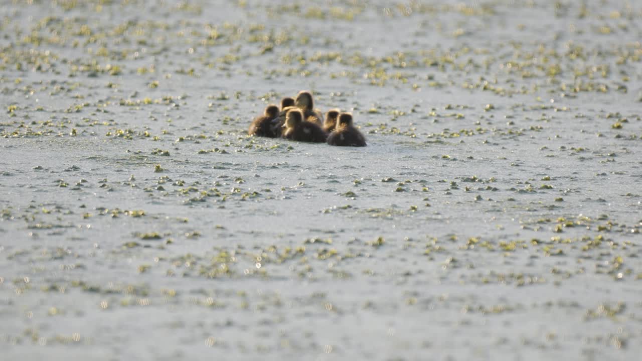 작은 말라드 오리 들 이 두꺼운 녹색 해조류 물 에서 수영 하고 있다