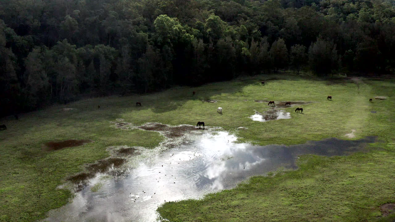 공중: 드론이 말들이 있는 들판 위를 하강합니다.