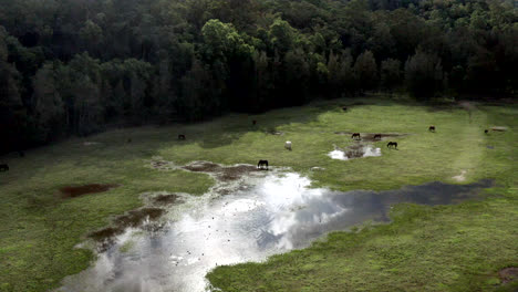 aerial: drone descending over a field of horses