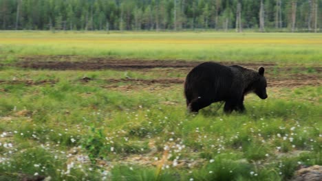 brown bear (ursus arctos) in wild nature is a bear that is found across much of northern eurasia and north america. in north america, the populations of brown bears are often called grizzly bears.