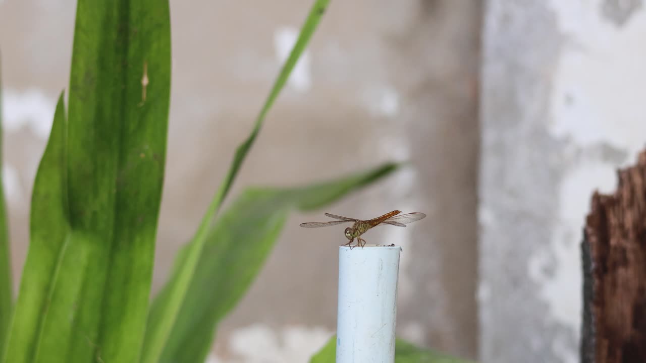 стрекоза отдыхает, иногда размахивает крыльями.