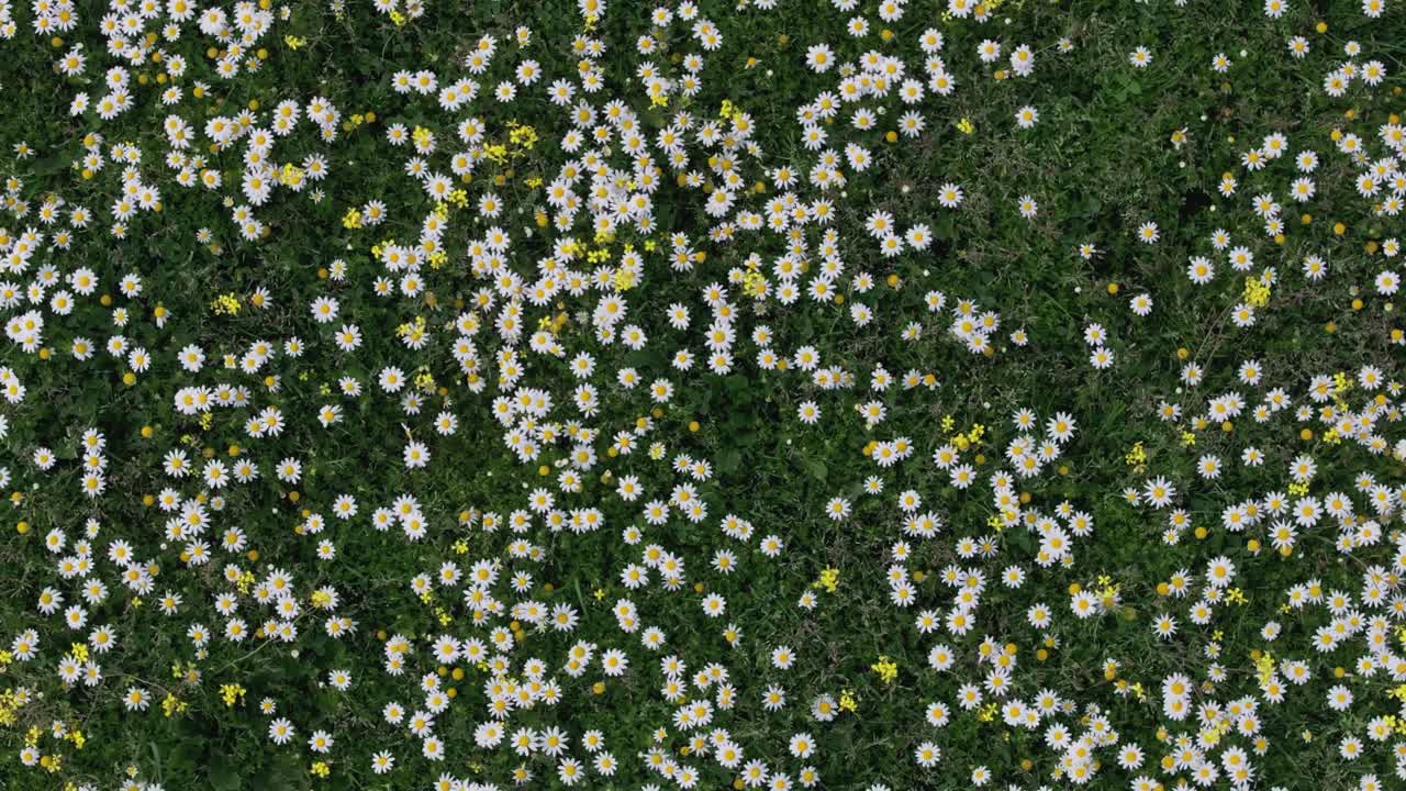 Ascending flight with a drone with a top-down view in a meadow full of flowers, the vast majority are chamomile flowers Matricaria recutita alternating with other yellow ones, moving by the wind