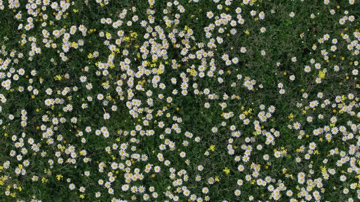 Volo ascendente con un drone con vista dall'alto in un prato pieno di fiori, la stragrande maggioranza sono fiori di camomilla Matricaria recutita alternati ad altri gialli, mossi dal vento