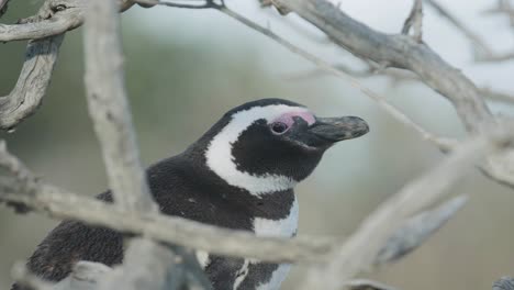 pinguino al acecho en la patagonia