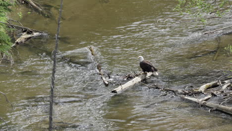 Águila-Calva-En-Busca-De-Presas-Posadas-Sobre-Madera-A-La-Deriva-En-Un-Río-Que-Fluye-En-El-Territorio-De-Yukón,-Canadá