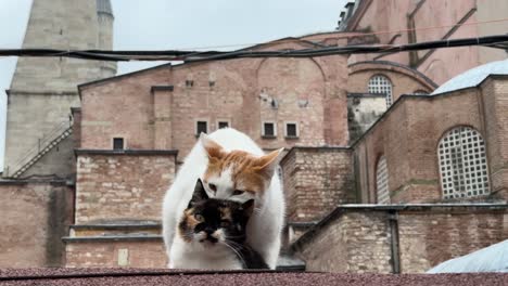 dos gatos apareándose, haciendo el amor, reproduciéndose en las calles de estambul, turquía