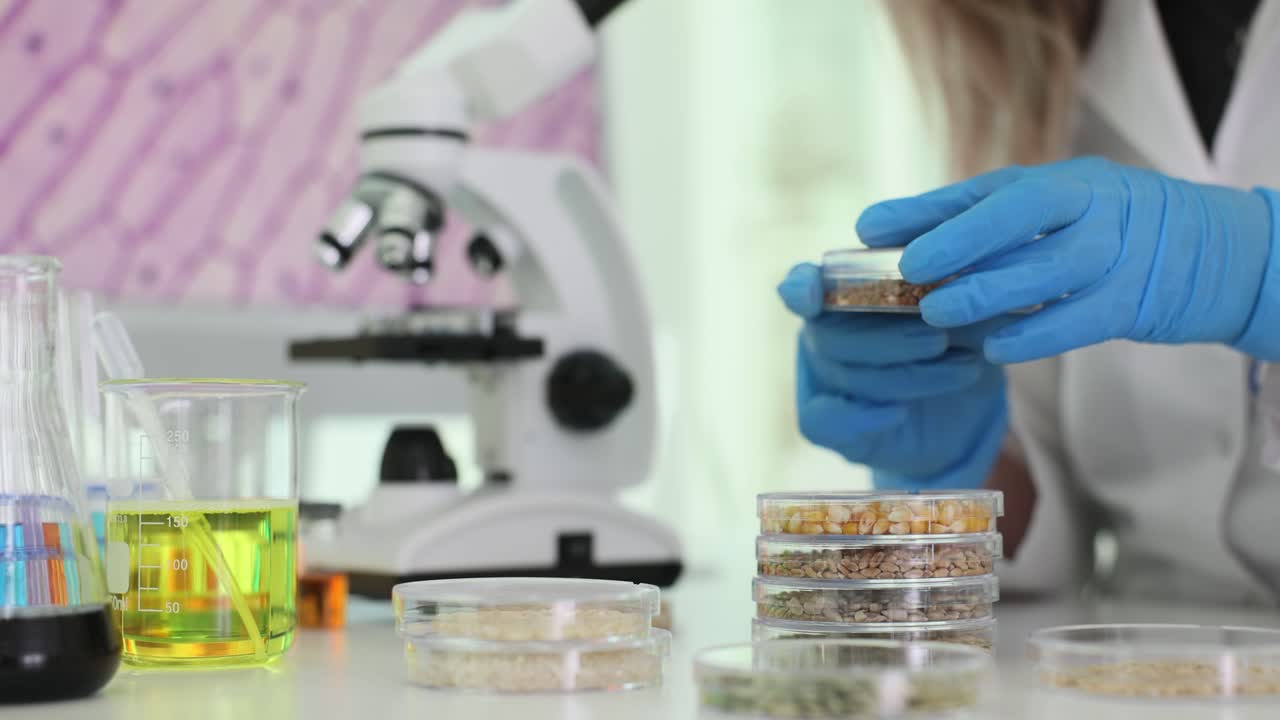 Scientist Examining Seeds in Petri Dishes Under Microscope