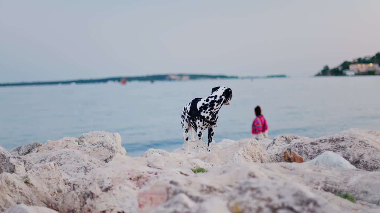 A Dalmatian dog walking on white rugged rocks on the beach in the evening