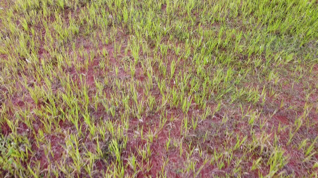 tiro aéreo, hierba que crece en suelo rojo