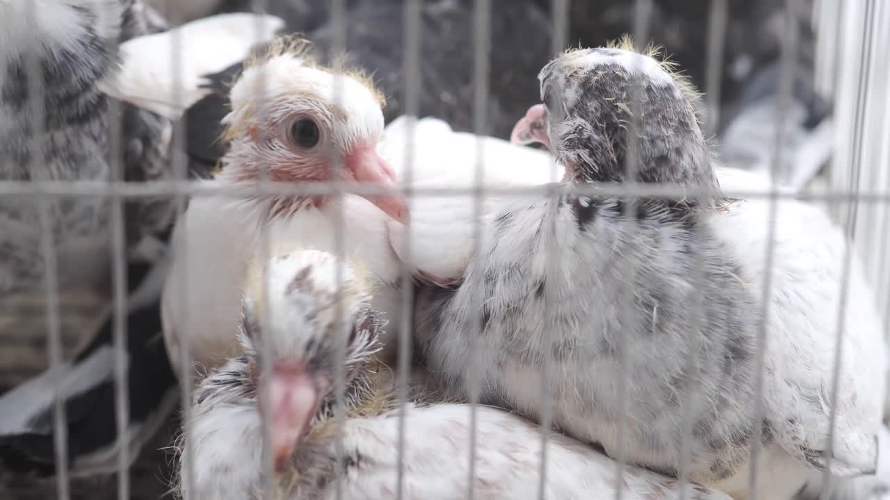 새끼 비둘기 들 은 동굴 에 혀 있다