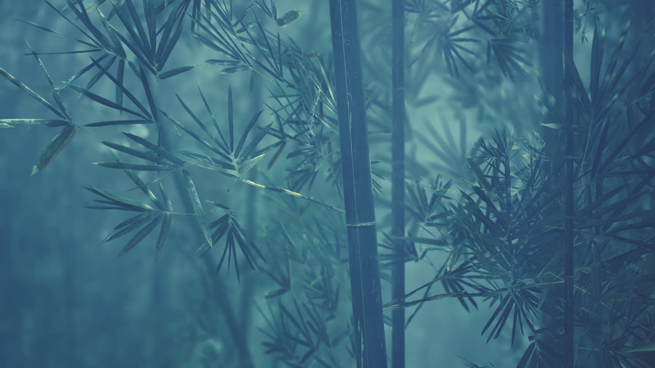 Lush bamboo forest shrouded in mist during early morning hours
