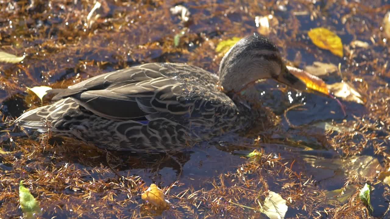 un pato mallard sumerge la cabeza en el agua para cazar comida - primer plano