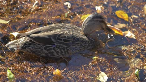 A-Mallard-Duck-Dips-Its-Head-Into-The-Water-To-Hunt-Food---Close-Up-Shot