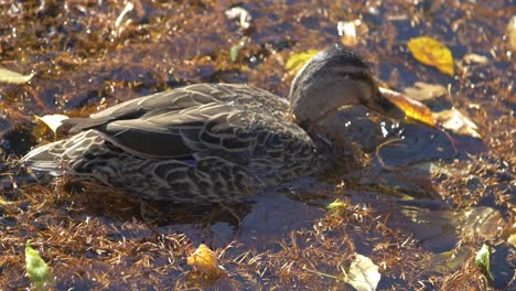 a mallard duck dips its head into the water to hunt food - close up shot