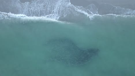 Aerial:-School-of-Mullet-gather-near-shore-break-of-sandy-Miami-beach