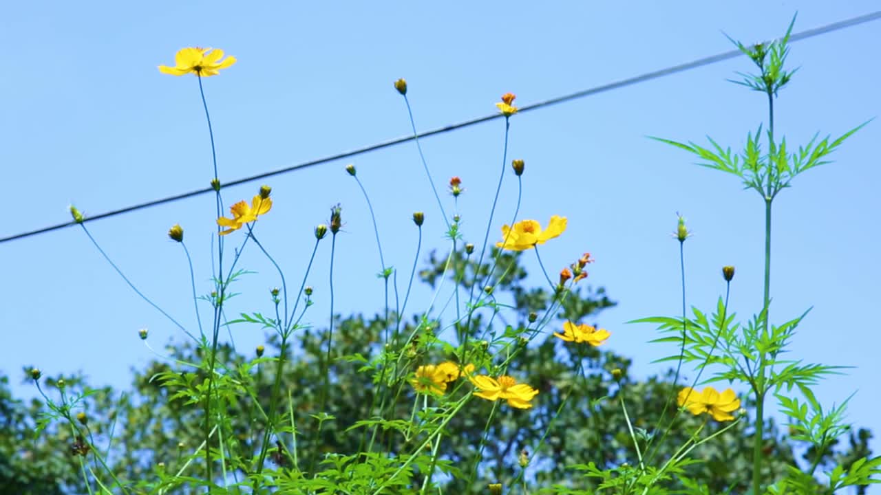 부드러운 바람에 작은 노란 꽃이 흩날린다