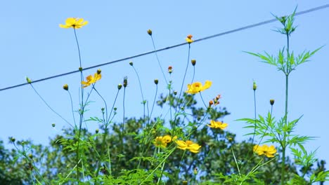 tiny yellow flowers blow in a gentle breeze