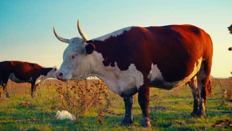 cows enjoying fresh grass in the tranquil silence of a beautiful, sunny autumn day.