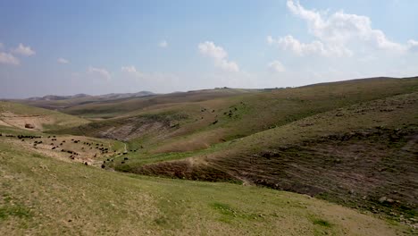 Aerial-fly-over-desert-green-hills-with-black-goat-herd-running-in-the-background,-drone-shot