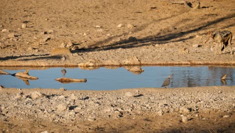 black-backed-jackal-hunts-ring-necked-dove-next-to-waterhole-at-Nossob-in-South-Africa