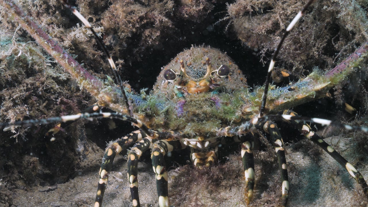 An Ornate Spiney Lobster (Panulirus ornatus) seeks protection living inside a rocky reef crevice below the ocean. Underwater view