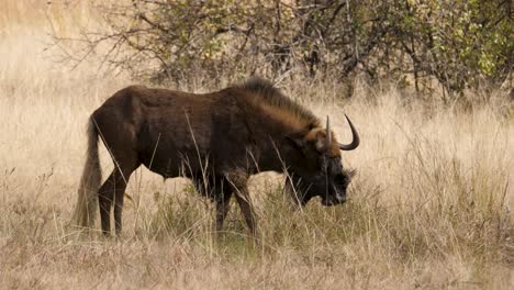 nahaufnahme eines schwarzen gnus, das in den hohen gräsern der südafrikanischen savanne weidet