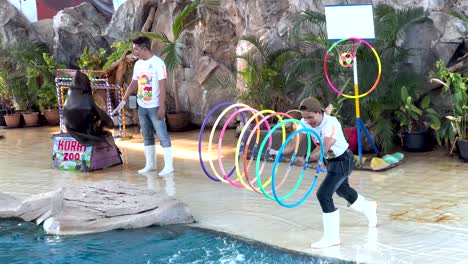 sea lion show with trainers and hoops