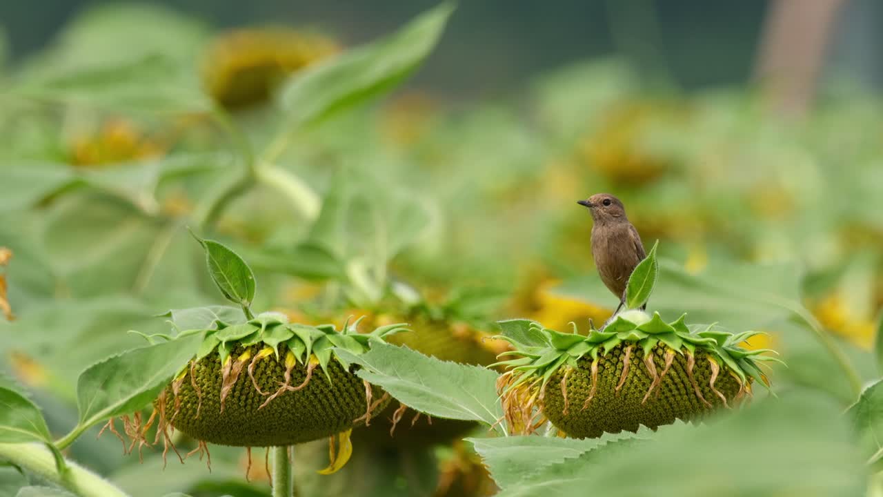 камера приближается, пока эта птица смотрит вокруг, pied bushchat saxicola caprata, таиланд