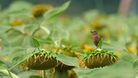 Camera-zooms-in-while-this-bird-looks-around,-Pied-Bushchat-Saxicola-caprata,-Thailand