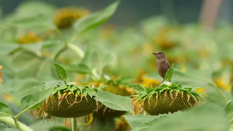 la cámara se acerca mientras este pájaro mira a su alrededor, pied bushchat saxicola caprata, tailandia