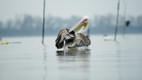 Hermoso-Joven-Gran-Pelícano-Blanco-Limpiando-Sus-Plumas-Cámara-Lenta-Lago-Kerkini-Grecia