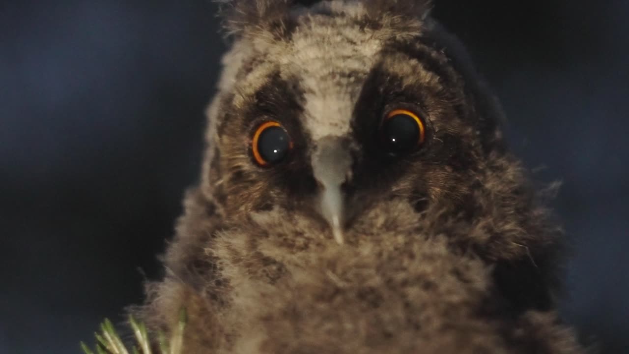 소나무에 앉아 움직이지 않는 어린 긴 귀 부엉이