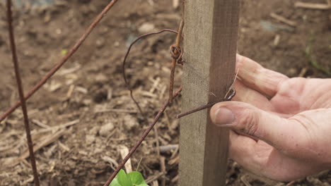 man's hand holding clip pliers bending a rusty metal wire fixing a wooden fence - closeup shot