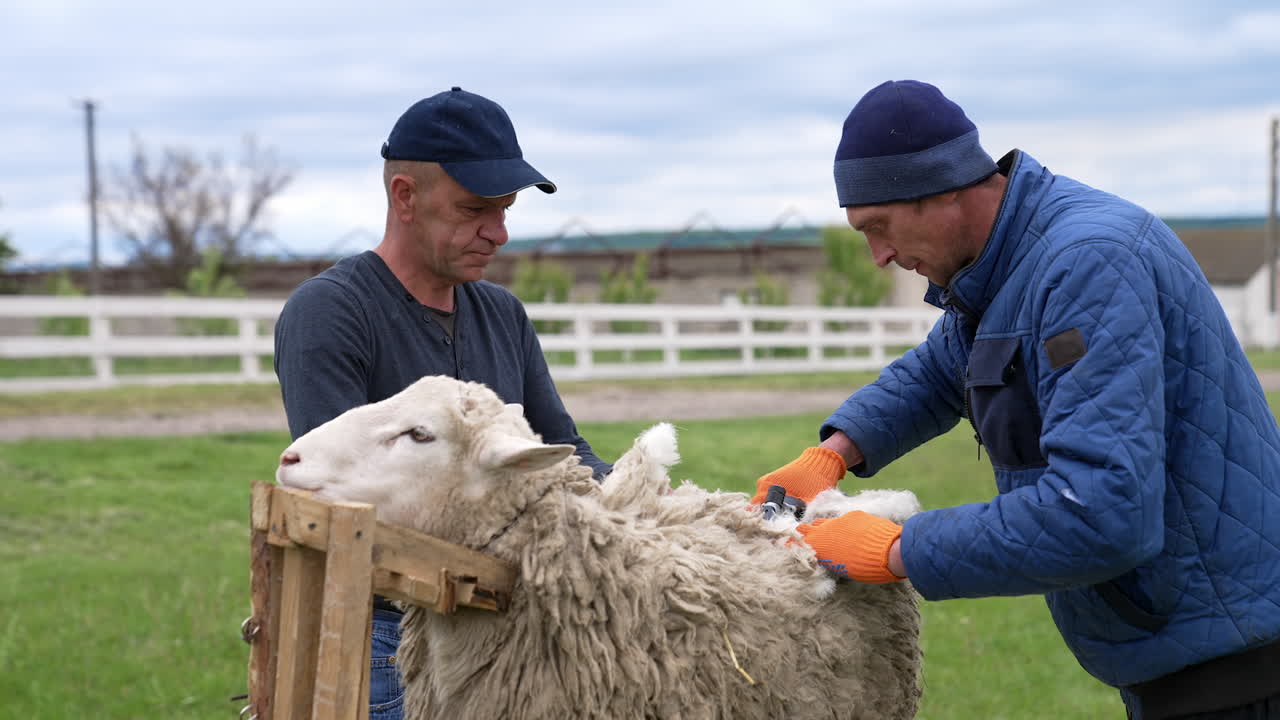 Shearer shearing sheep on farm. Shearing sheep for wool in barn