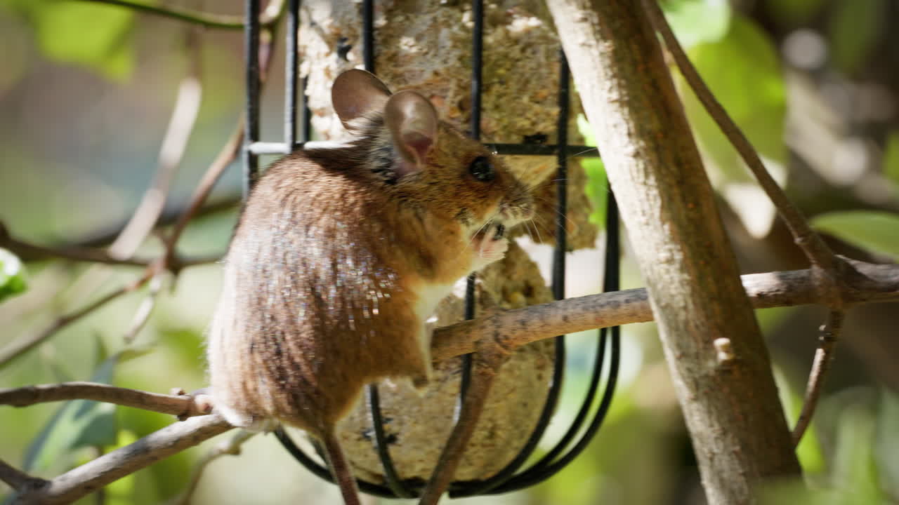 Wood mouse sits comfortably on a thin branch and eats bird food in a grid in the best sunny weather. It moves back and forth.