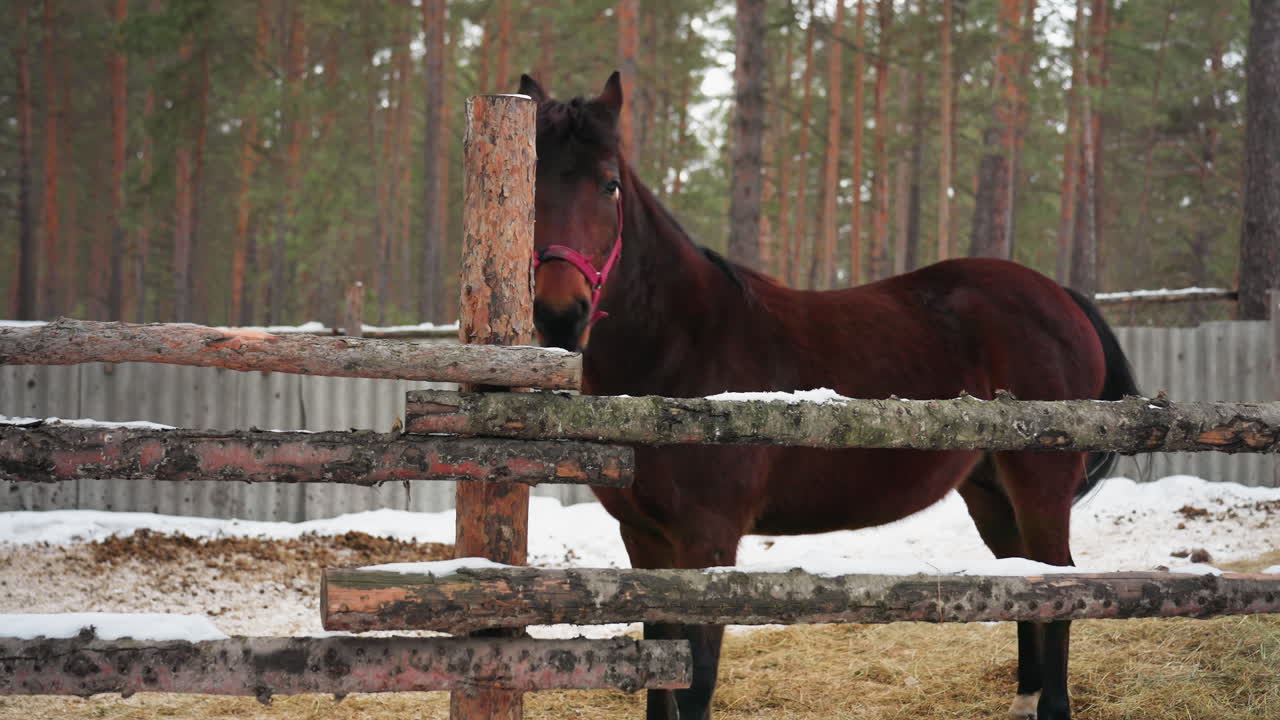 Спокойная лошадь под соснами, дрессировщик лошадей наблюдает со двора, ночная сцена с внимательным выражением морды лошади, животное настороженно стоит у деревянного ограждения среди снега, позади лес