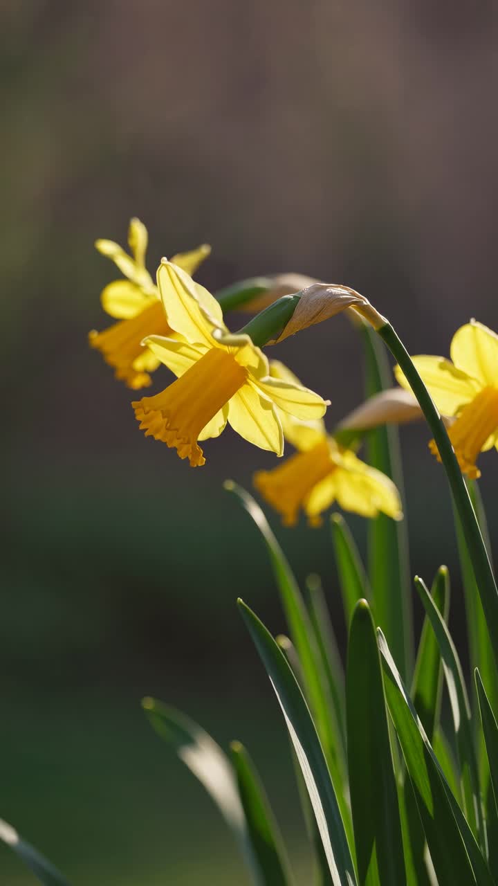 Close-up video of vibrant yellow daffodils in soft focus, captured from a low angle