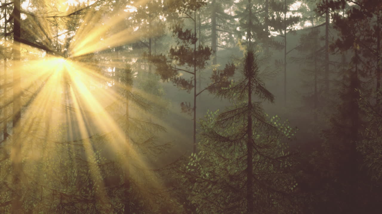 Morning sunlight filters through dense forest trees in tranquil wilderness